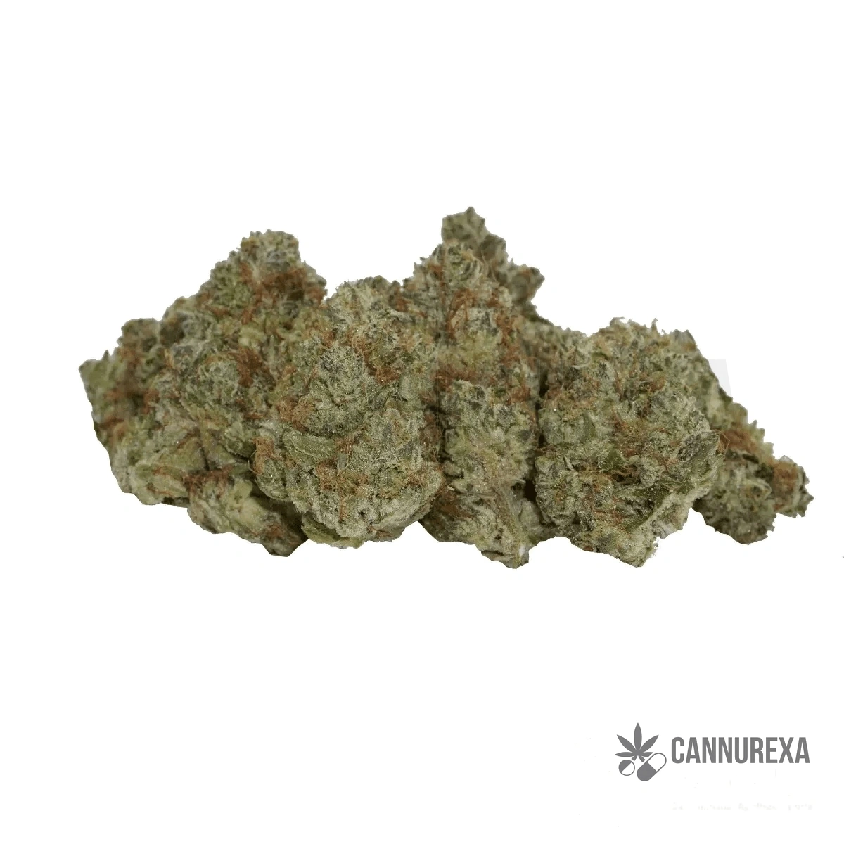 avaay SIGNATURE 31/1 OGC Ocean Grown Cookies