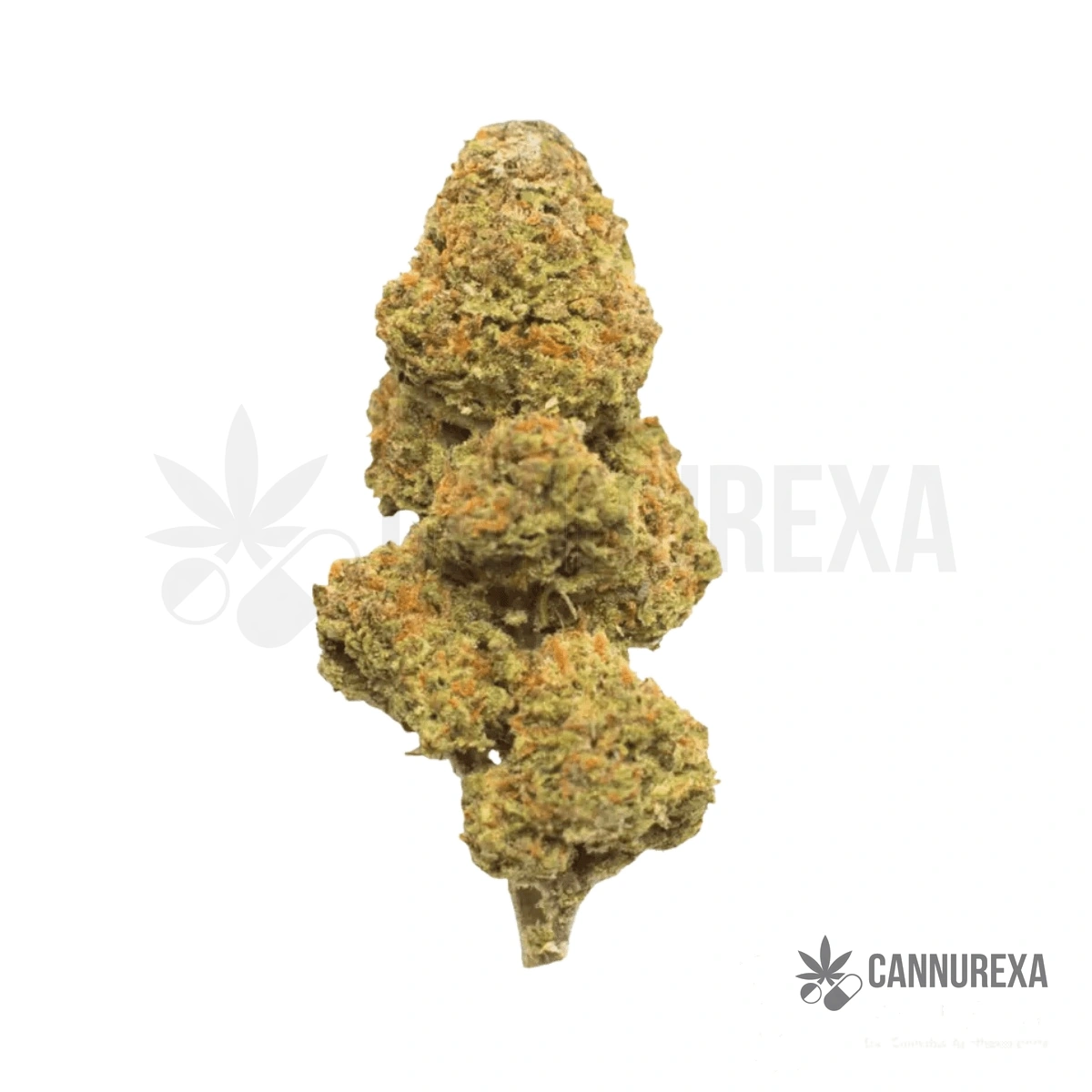 Slouu 30/1 CBC CA Citron Biker Cookies