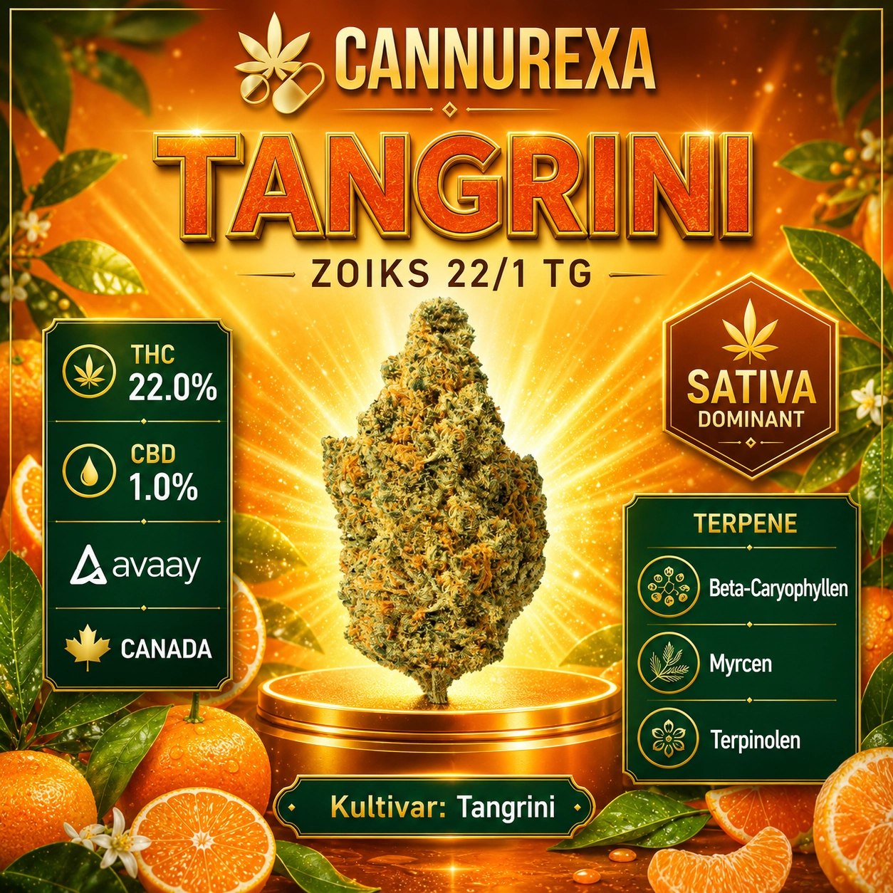 ZOIKS 22/1 TG Tangrini